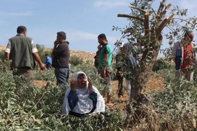 مستوطنون يقطعون 80 شجرة زيتون شمال رام الله