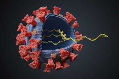 ما هو فيروس هيهي الجديد ونسبة خطورته وفعالية اللقاح ضده؟