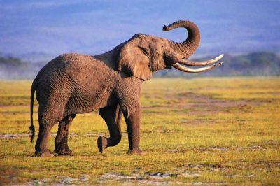 مصرع سائح سعودي تحت أقدام فيل بأوغندا