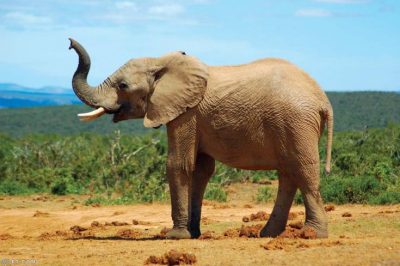 السعودية تنفي وفاة أحد مواطنيها تحت أقدام فيل بأوغندا